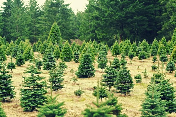 The impacts of the Christmas tree shortage